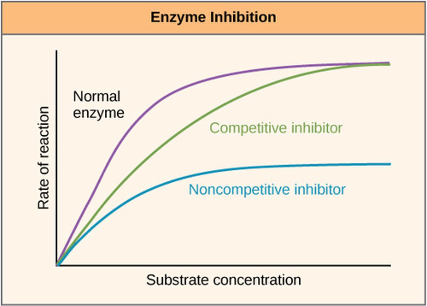 <p>-Rate decreases, less available active sites since they have been blocked by competitive inhibitors less enzyme-substrate complexes</p><p>-Same V-max reached but at a higher substrate concentration, presence of more substrates overcomes the effect of the inhibitors</p>