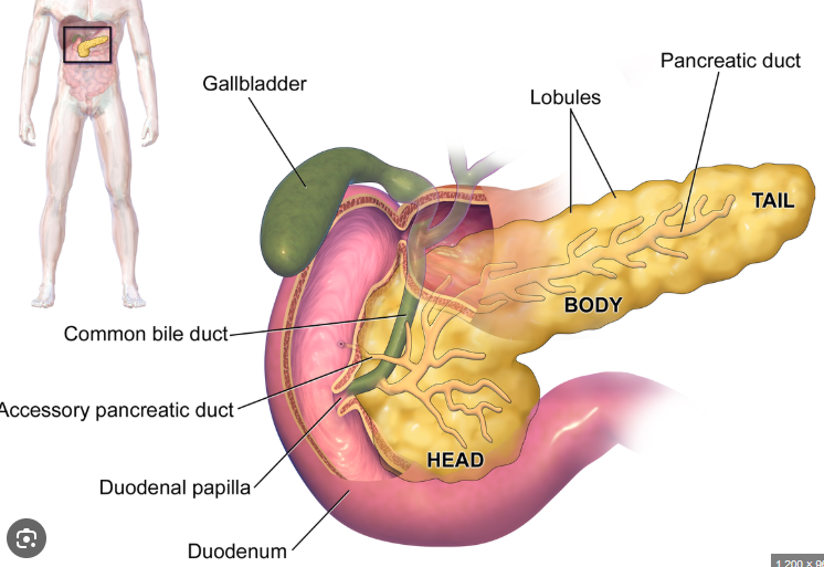 <p>Responsible for making insulin and glucogon as well as other endocrine hormones. Receives instructions from pituitary gland.</p>