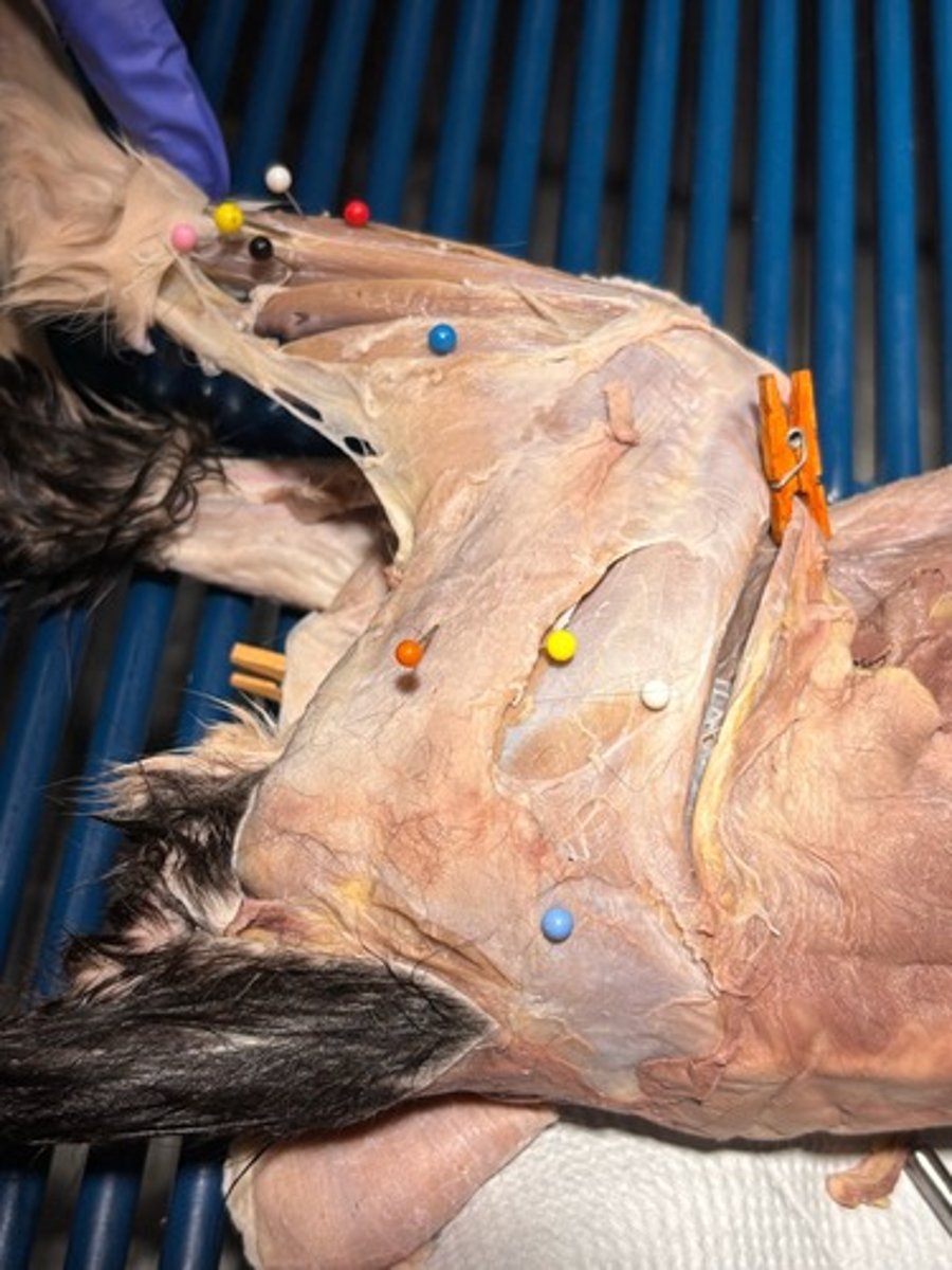 <p>What muscles of the shank is the pink pin in</p>