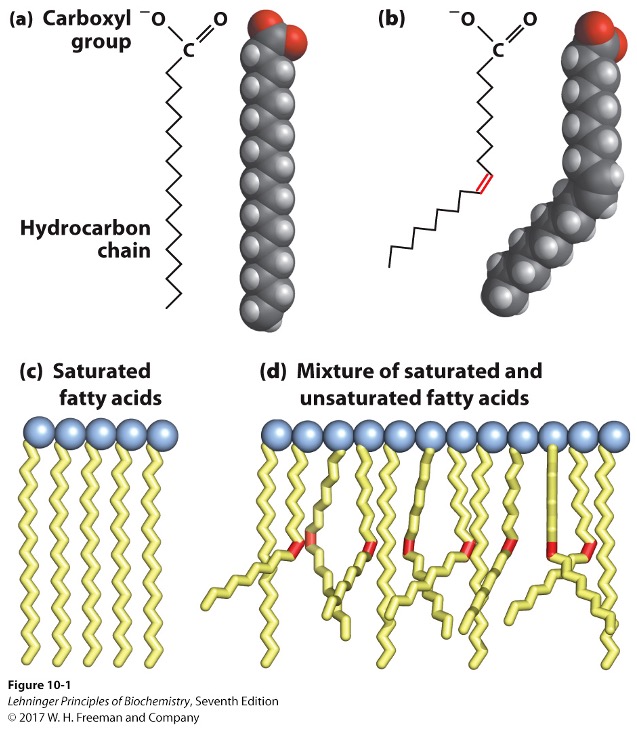 <ul><li><p>carboxylic acid head → hydrophillic </p></li><li><p>hydrocarbon chain → hydrophobic </p></li><li><p>amphiphillic </p></li></ul><p></p>
