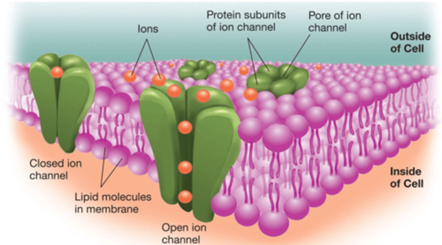 <p>- made up of protein subunits that link together.</p><p>- between units, there are ion channels (or ion pores).</p><p>- different selective channels for every single ion (e.g. potassium channel, chloride channel, etc.)</p><p>- most often these channels are closed</p><p>- movement of ions through channels are passive --- channels do not move ions. diffusion or electrostatic pressure has to force them through.</p>