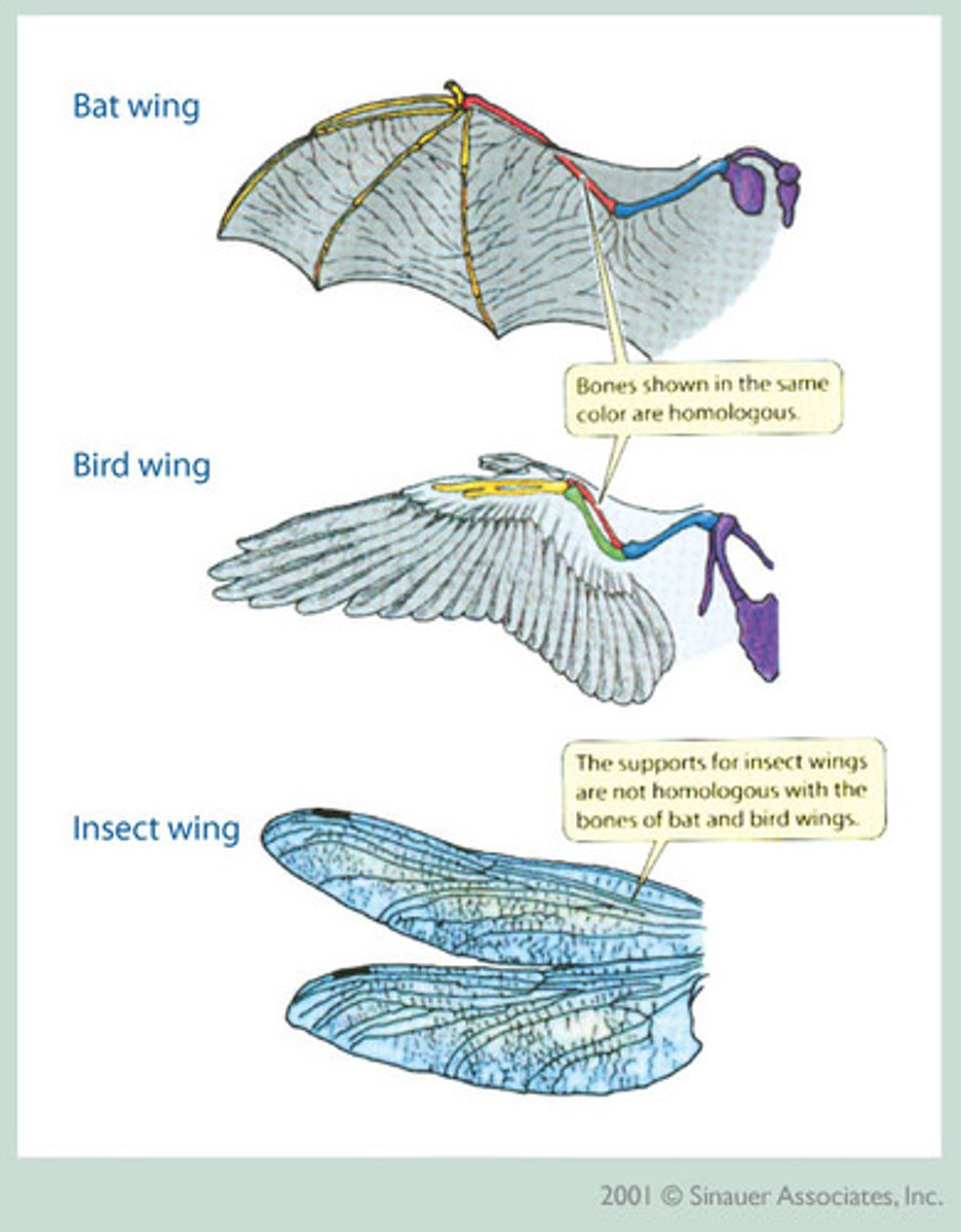 <p>Body parts of organisms that share common functions, but not common structure and development</p>