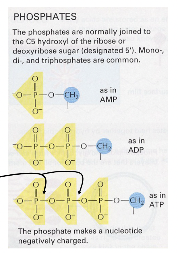 <ul><li><p>Can be monophosphate, diphosphate, or triphosphate, for a single nucleotide in solution</p></li><li><p>Connects with the 5’ carbon on/in the sugar</p></li><li><p>Considered energy rich bonds because their hydrolysis (depolymerization) releases energy</p></li><li><p>ADP has 2, ATP has 3</p></li></ul>