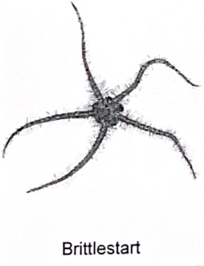 <p>brittlestart SP</p>