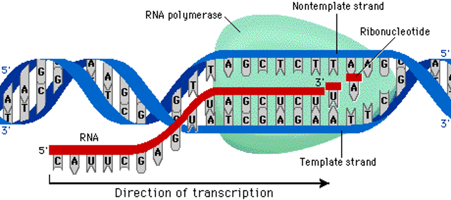 <p>an enzyme that links ribonucleotides into a growing RNA chain during transcription, based on complementary binding to nucleotides on a DNA template strand</p>