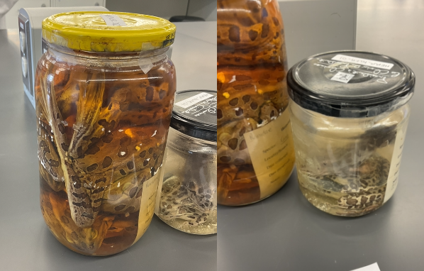 <p>Lithobates pipiens</p><p>Northern leopard frog</p><p>Not at risk</p><p>Family Ranidae</p><p>Very common</p><p>Very green or brown</p><p>Dorsolateral folds on back</p><p>Spots</p><p>Random pattern</p><p>White belly and under legs</p>