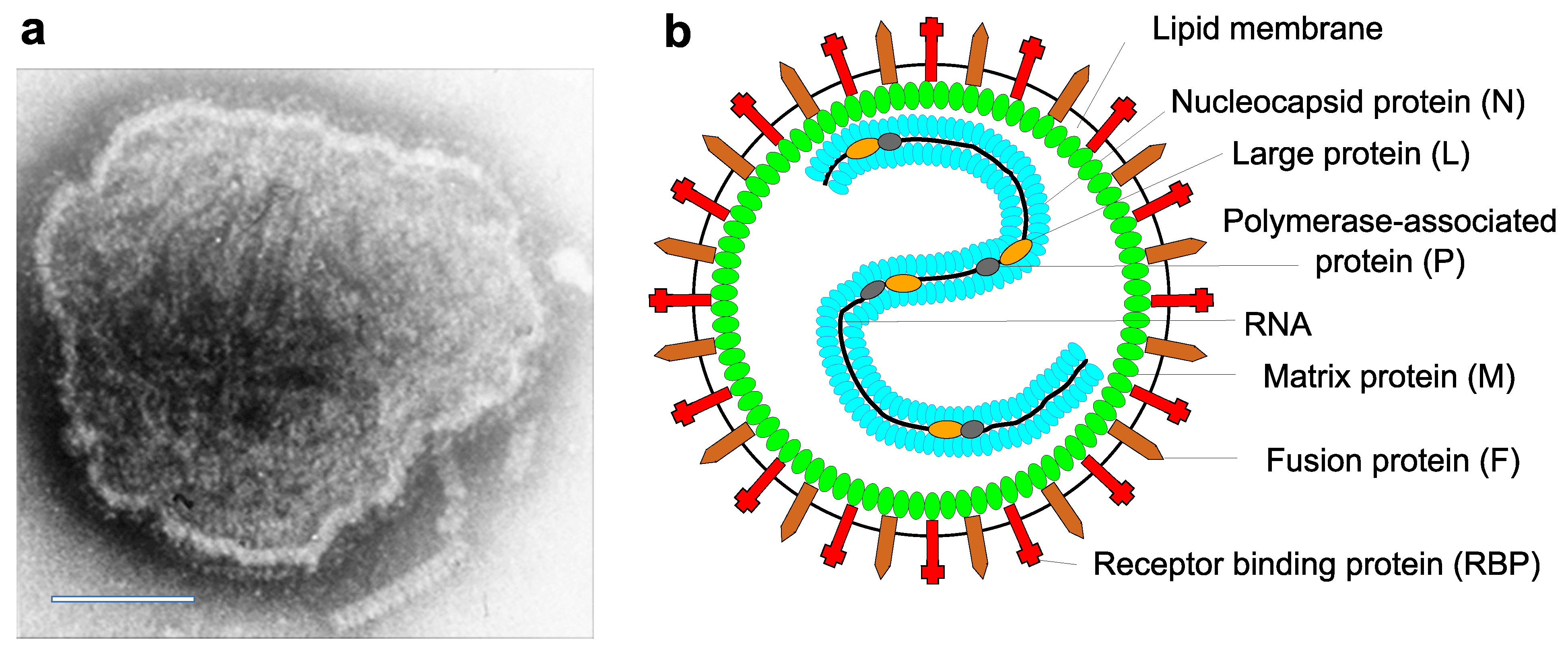 <p>Paramyxovirus, a single stranded RNA virus</p>