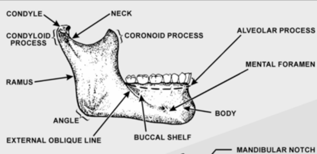 <p>Bone that supports natural <u>dentition of the teeth</u></p><p>Supports the teeth and ginival</p>