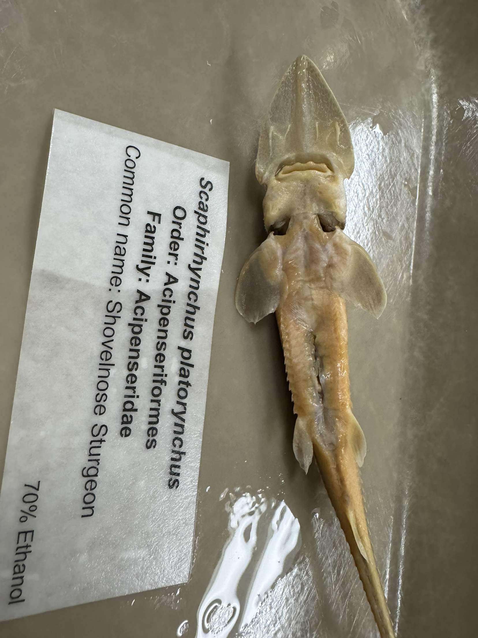<p>Scaphirhynchus platorynchus</p>
