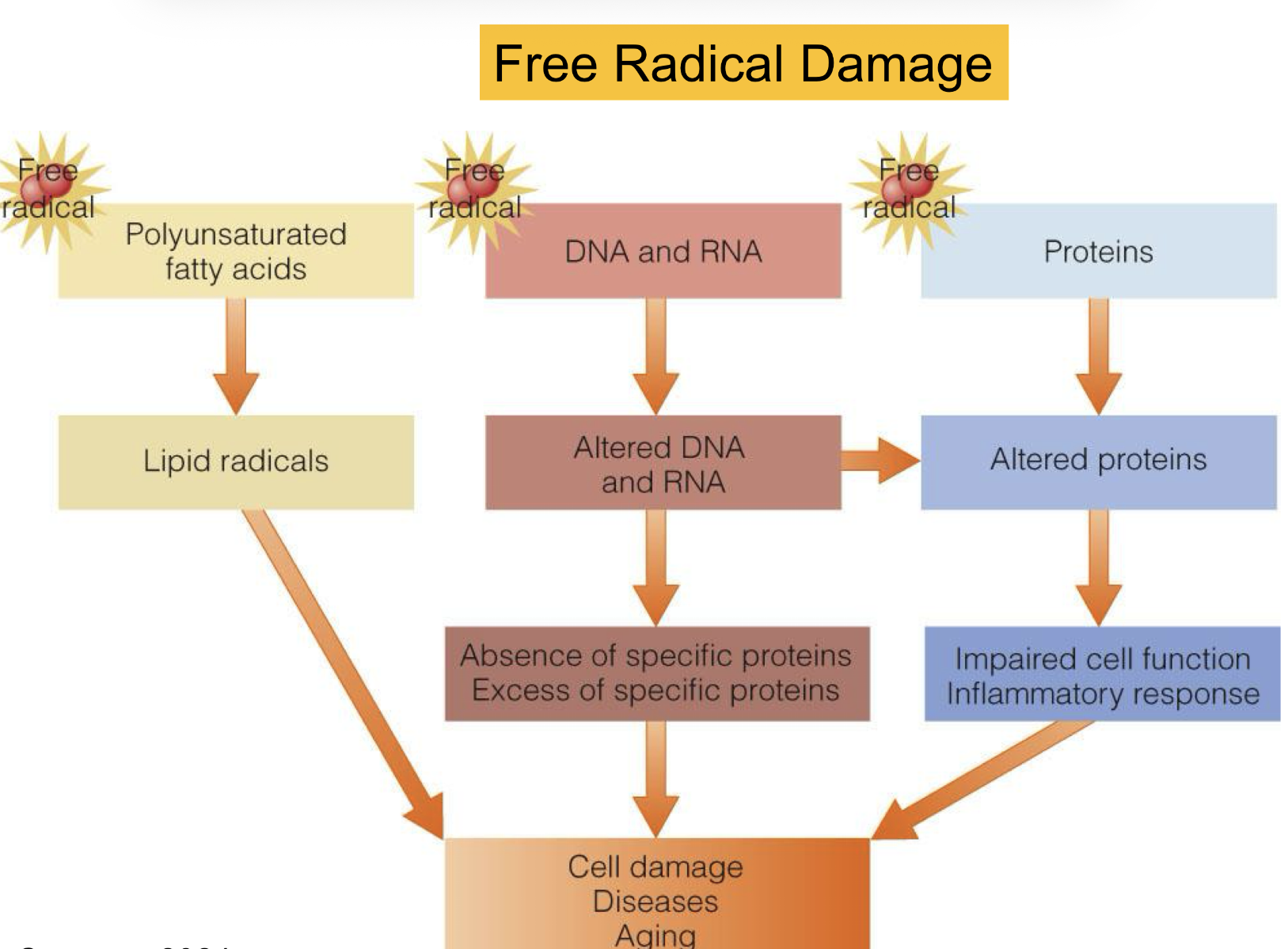 <p>ALL leads to cell damage, aging, diseases</p>