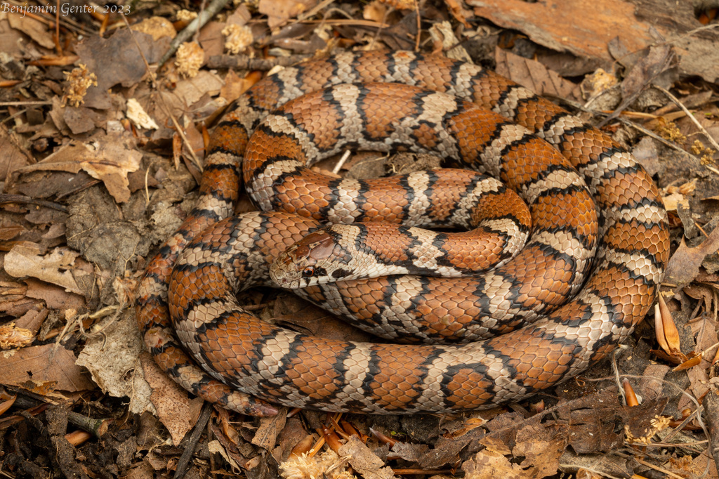<p>Squamata : Toxicofera : Serpentes : Alethinophidia : Caenophidia : Colubridae : Colubrinae</p>