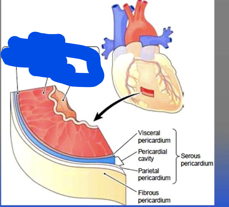 <ul><li><p>heart is a muscle that's empty inside (hollow)</p></li></ul><p>The <strong>pericardium </strong>is a double layer fibrous membrane that surrounds the heart.</p><p>The pericardium includes:</p><ul><li><p><strong>Fibrous Pericardium</strong>: </p></li><li><p><strong>Serous Pericardium: </strong> which is the inner layer, which has two sublayers and a fluid in between:</p><ul><li><p><strong>Parietal pericardium: outer layer</strong></p></li><li><p><strong>Pericardial fluid which is fluid that prevents friction between these 2 layers when the heart beats</strong></p></li><li><p><strong>Visceral pericardium: </strong>inner layer</p></li></ul></li></ul><p>the <strong>epicardium</strong> is also known as the <strong>visceral pericardium</strong>.</p><p></p><p></p><p></p>