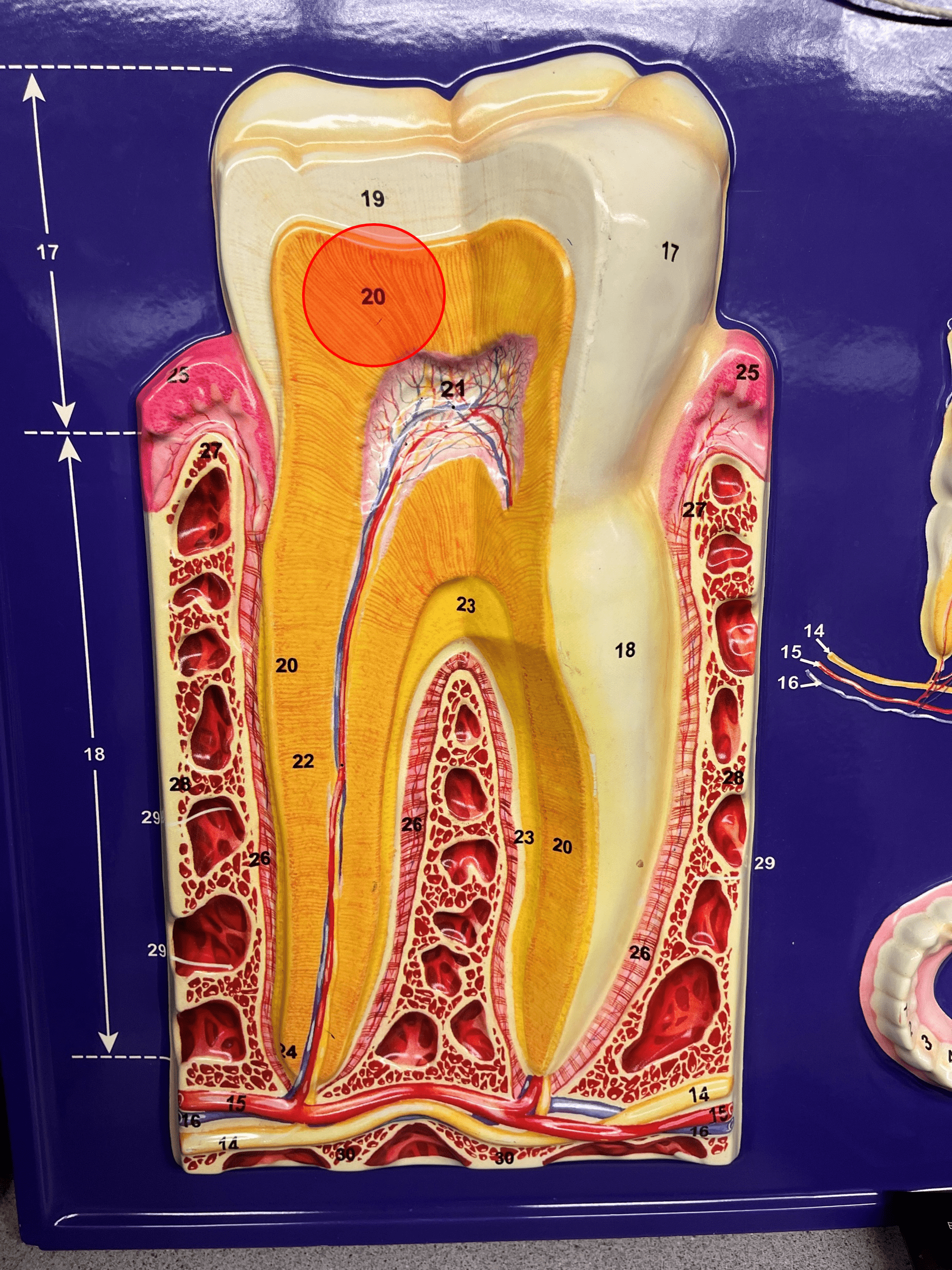 • Calcified connective tissue.

• Composes most of the internal tooth.