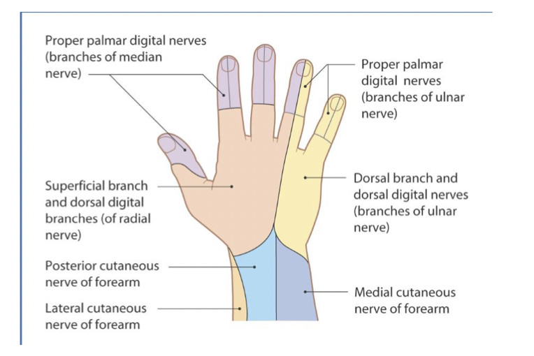 <p>Median- front portion of hand and 3 ½ fingers</p><p>Ulnar</p><p>Radial</p><p>cutaneous (skin) nerves - helps with sensation e.g. touched smtg hot, someone touching us vs ones that control the muscles (motor) to allow us to move</p>