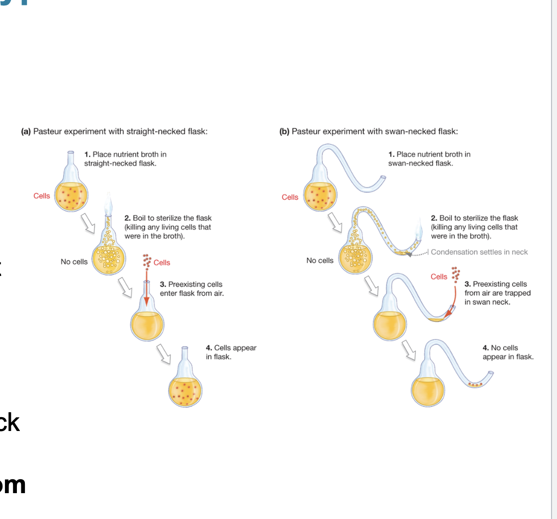 <p>– Cells arise from cells<br>– Cells do not arise by spontaneous generation</p><p><span style="color: red">Concluded that all-cells-from-cells hypothesis was<br>correct<br><br></span></p>