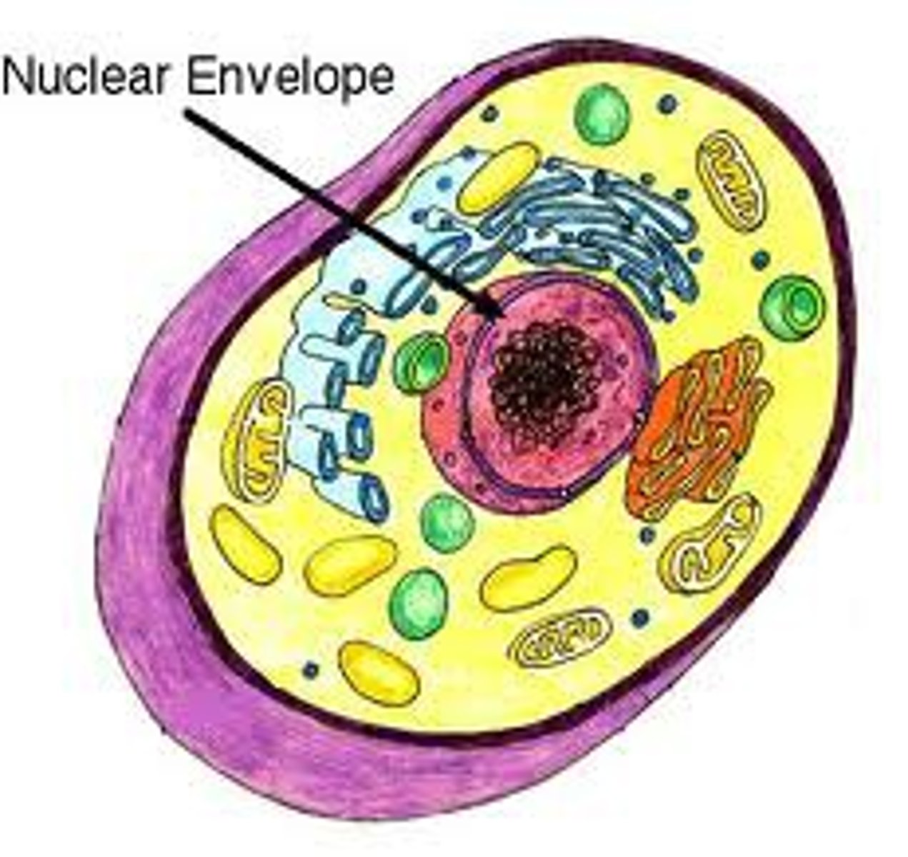 <p>controls what goes in and out of the nucleus</p>