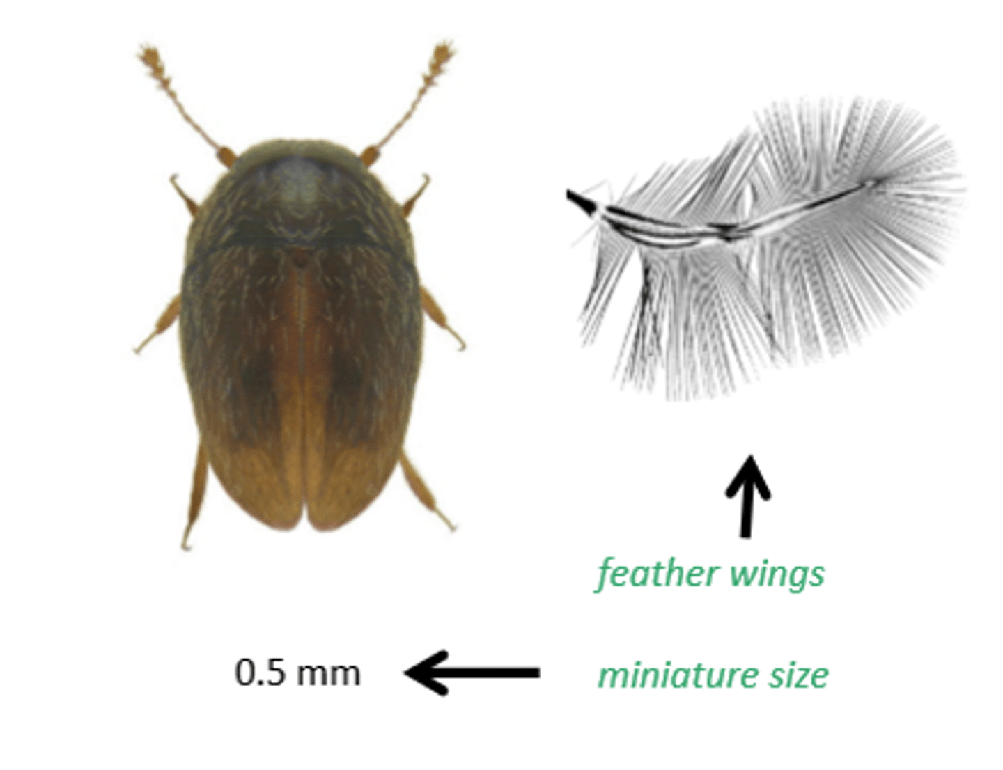 <p>Feather winged beetles</p>