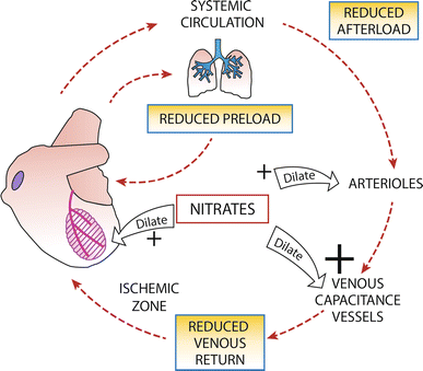 <ul><li><p><strong>Within 24 hours</strong>, vasodilation → BP drops → body compensates:</p><ol><li><p><strong>RAAS activation:</strong> kidneys retain sodium + water → ↑ plasma volume </p><p>(homeostasis: since venous return ↑ but heart isn’t able to pump faster, body holds onto water)</p></li><li><p><strong>↑ catecholamines →</strong> vasoconstriction.</p></li><li><p><strong>↑ vasopressin (ADH):</strong> more water retention → ↑ plasma volume </p></li></ol></li><li><p><strong>True tolerance: </strong>After about <strong>48–72 hours</strong> of continuous exposure, body decreases <strong>NO production</strong></p><ol><li><p><span>aldehyde dehydrogenase inhibition (</span>enzyme that converts nitrates to NO) </p></li><li><p><span>increased chemical mechanisms which scavenge/inactivate nitric oxide (since NO is a reactive chemical species → body has mechanisms in place to rapidly inactivate it)</span></p></li></ol></li></ul><p></p>