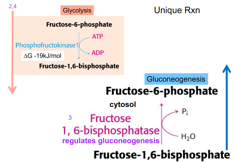 <p>Next irreversible reaction in glycolysis: Phosphofructokinase-1</p>