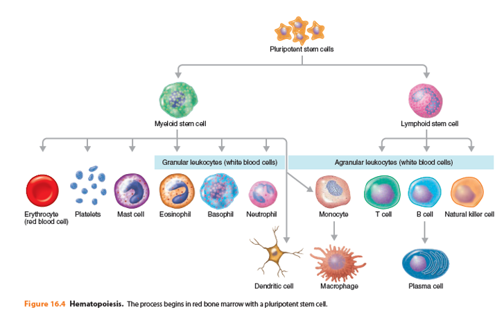 <p><span>Second-line defenses slow or contain infections when first-line defenses fail. They include proteins that produce inflammation, fever that enhances cytokine activity, and phagocytes and NK cells, which attack and destroy cancer cells and virus-infected cells.</span></p>