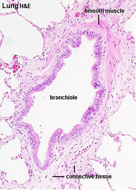 <p>Bronchiole</p>