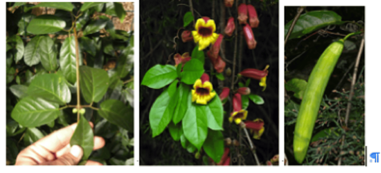 <p><br>Nectar source for pollinators<br>Native<br>Vine</p>