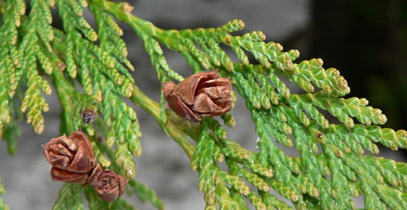 <p>Thuja plicata</p>
