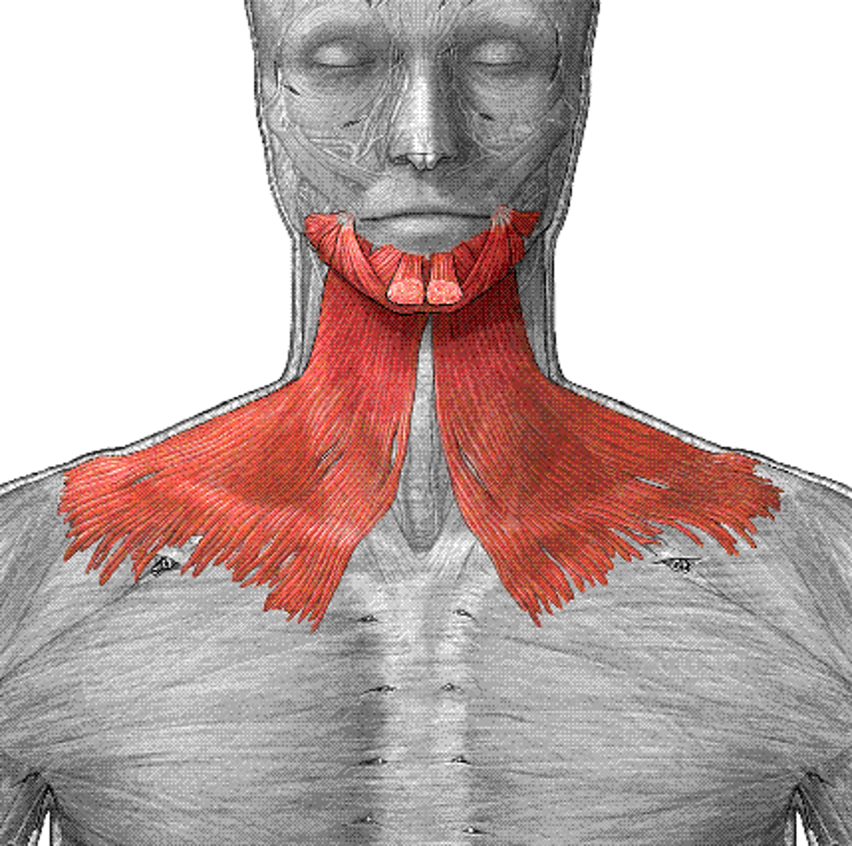 <p>Action: depresses mandible</p>