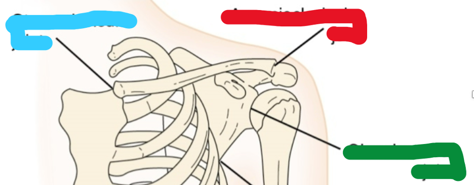 <p>Joints!</p>