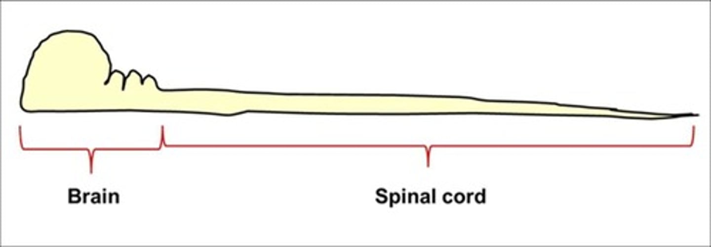 <p>The brain and spinal cord.</p>
