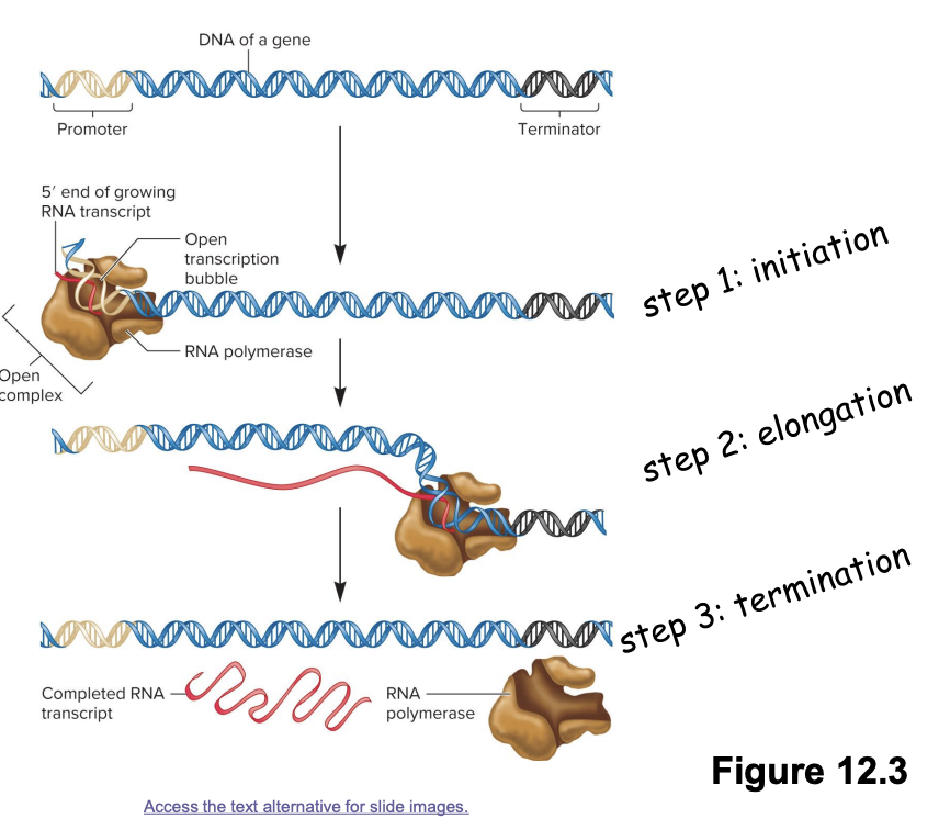 <p></p><ul><li><p>RNA polymerase slides 5’ to 3’ along DNA template strand in an open complex to synthesize complementary RNA</p><ul><li><p>continuous addition of ribonucleotides to growing mRNA transcript</p><ul><li><p>A with U</p></li><li><p>T with A</p></li><li><p>C with G</p></li><li><p>G with C</p></li></ul></li></ul></li><li><p>transcription stage</p></li></ul><p></p>