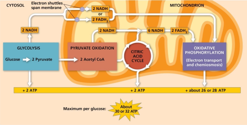 <ul><li><p>glucose → NADH/FADH<sub>2</sub> → electron transport chain → H<sup>+</sup> gradient → ATP</p></li><li><p>34% of energy in a glucose molecule is transferred to ATP via cellular respiration</p><ul><li><p>Makes ~ 30-32 ATP</p></li></ul></li></ul><p></p>