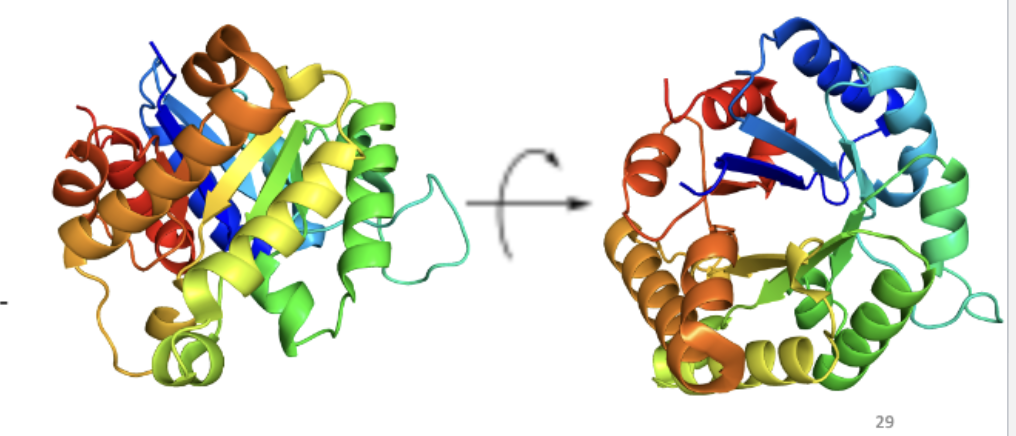 <p>Donut-shaped sequence</p><p>Inner portion: beta-sheet; Outer portion: alpha-helix</p><p>Catalyzes isomerization of dihydroxyacetone phosphate (DHAP) and D-glyceraldehyde-3- phosphate (G3P)</p>