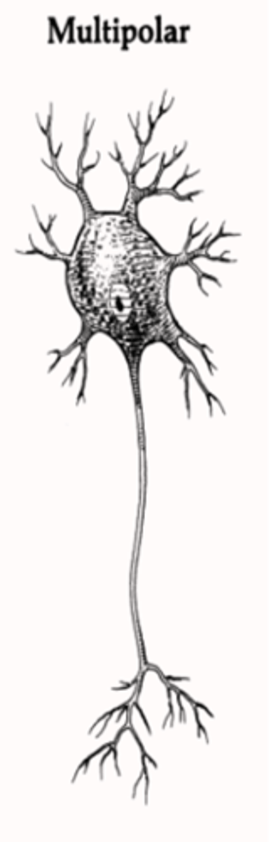 <p>multipolar neurons</p><ul><li><p>have 1 axon &amp; 2 or more</p><p>dendrites</p></li></ul><p></p>