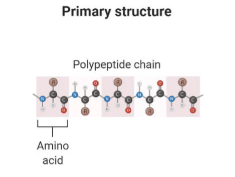 <p><strong>Sequence of amino acids</strong></p>