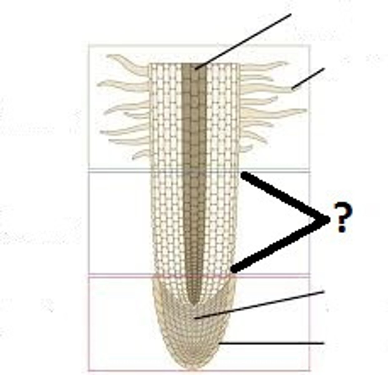 <p>Area at ?</p>