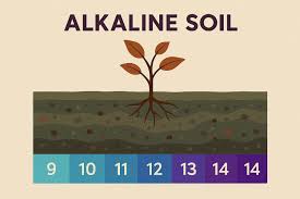 <p><span style="background-color: transparent;"><span>dominant in </span><strong><span>alkaline soils.</span></strong></span></p>