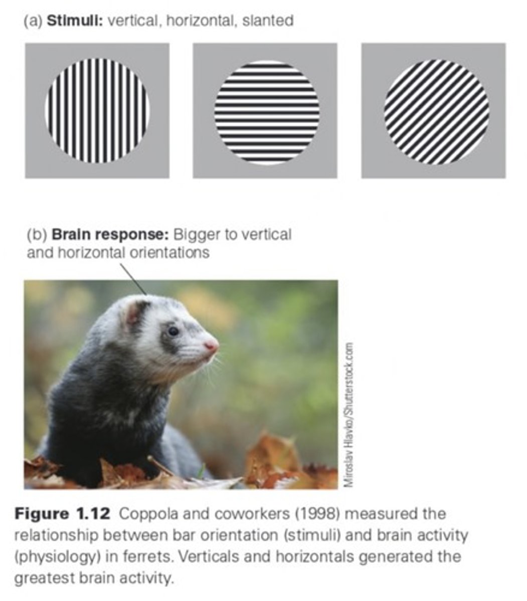 <p>People perceive horizontals &amp; verticals more easily than other orientations.</p>