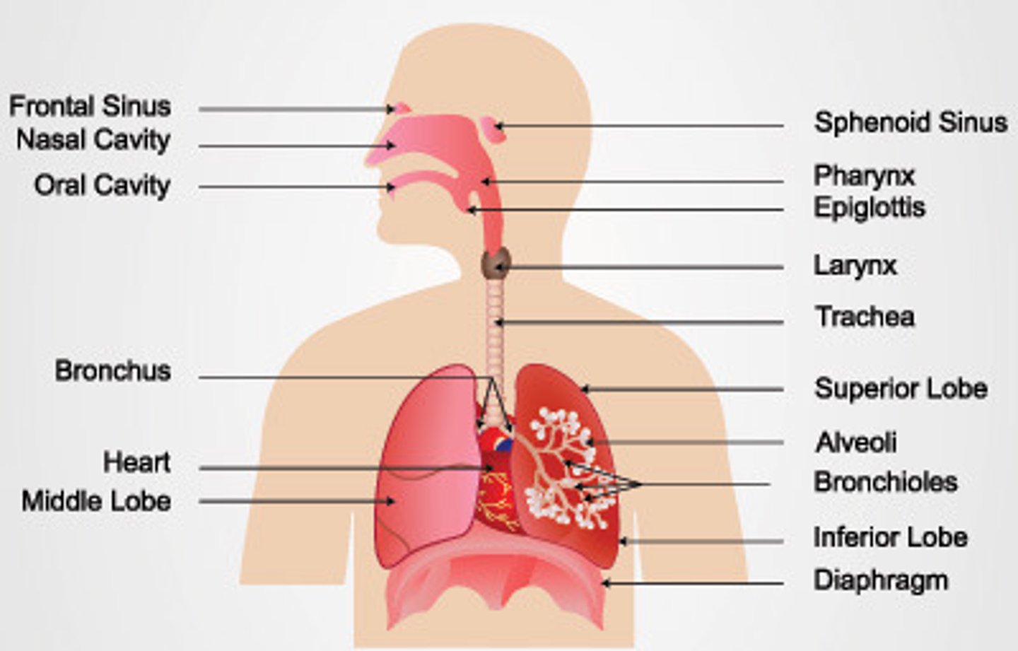 <p>oral/nasal cavities-> pharynx-> larynx-> trachea-> Bronchi-->bronchioles-> alveoli</p>
