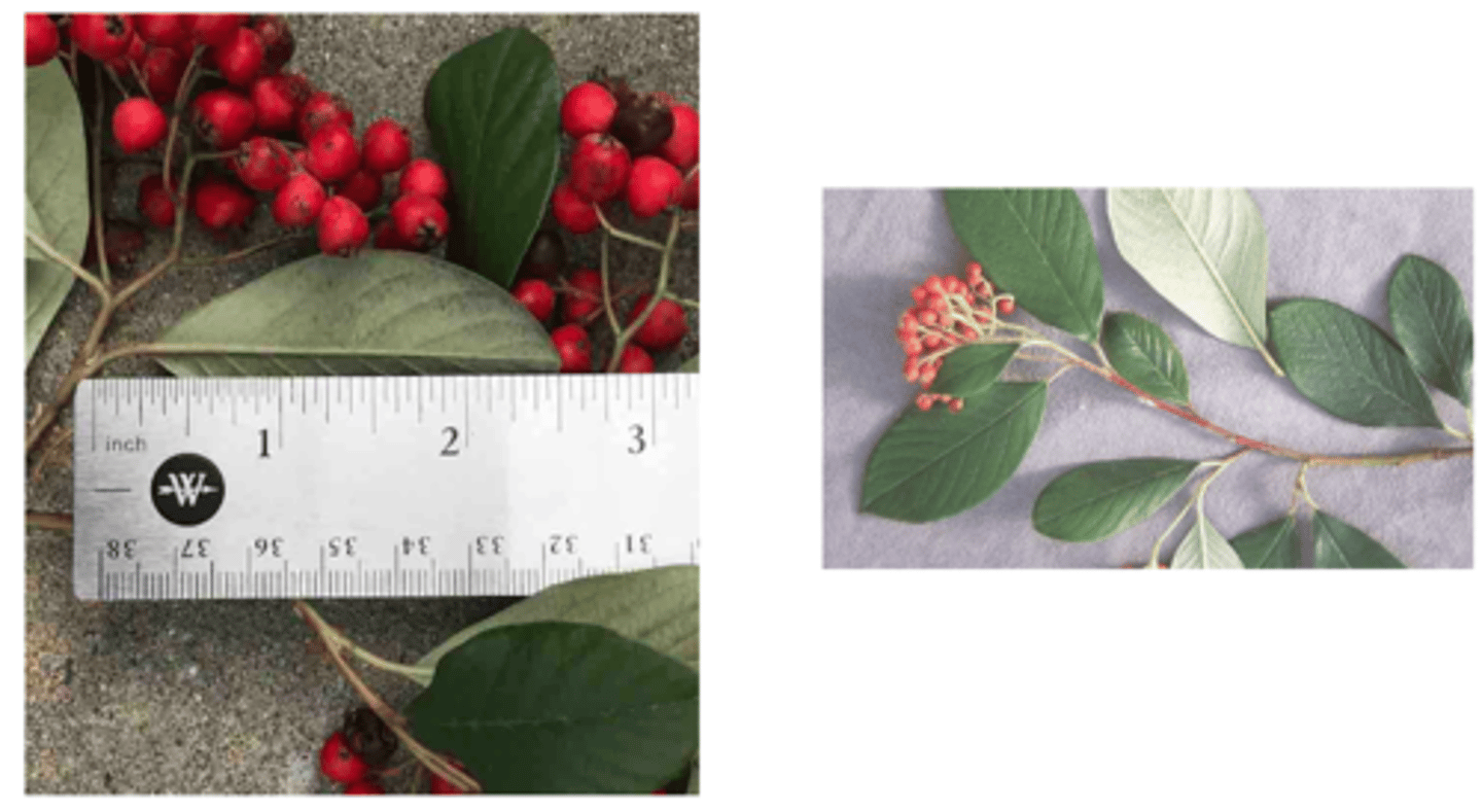 <p>1’. Angiosperms</p><p>----------------</p><p>10’. Leaves simple</p><p>----------------</p><p>23’. Leaves alternate </p><p>----------------</p><p>29’. Leaves not lobed</p><p>----------------</p><p>36’. Leaf base symmetrical</p><p>----------------</p><p>41’. Leaves not large, generally less than 9 inches long</p><p>----------------</p><p>43. Leaf margins entire</p><p>----------------</p><p>44. Leaf ranking distichous (2-ranked)</p><p>----------------</p><p>45’. Leaf venation pinnate</p><p>----------------</p><p>46’. Leaves not linear-lanceolate and sickle-shaped, not aromatic when crushed, but could smell of burnt</p><p>almonds</p><p>----------------</p><p>47. Leaf undersurface markedly lighter in color than top surface, leaves up to about 2 ½ inches long, leaves obovate</p>