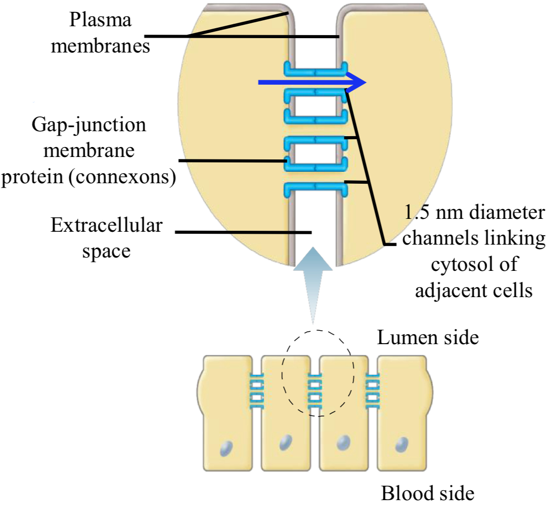 <ul><li><p>gap junctions: transmembrane channels that link the cytoplasms of adjacent cells</p><ul><li><p>connexons: protein that forms the gap junctions</p></li></ul></li><li><p>functional significance: electrically + metabolically couple cells <span data-name="arrow_right" data-type="emoji">➡</span> communication between them</p><ul><li><p>allows small molecules + ions to move between cells (small due to limited diameter of connexons (1.5 nm))</p></li></ul></li></ul><p></p>