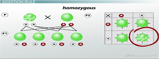 **MENDELIAN OR CLASSICAL GENETICS**