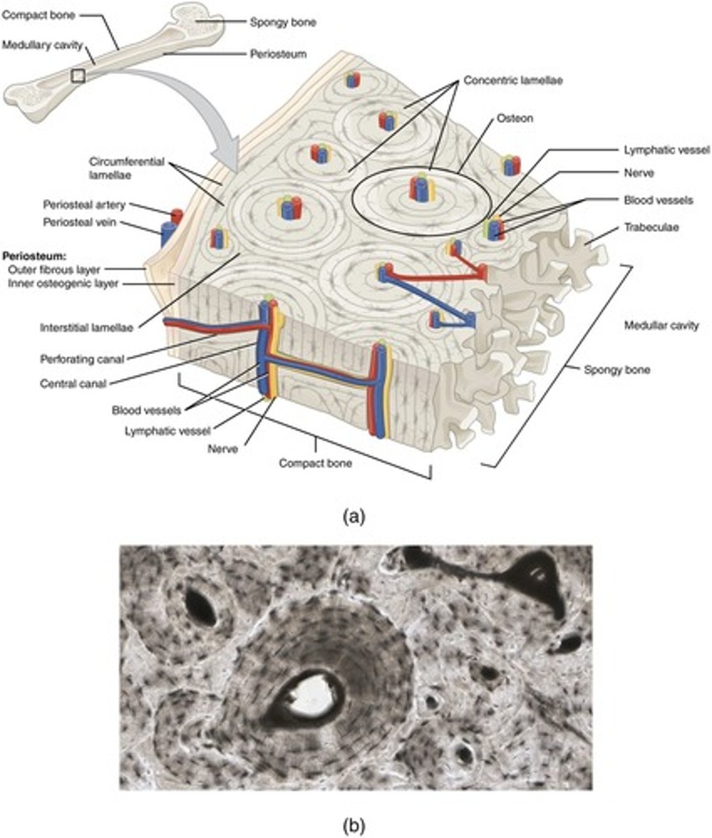 <p>Compact bone is organized into osteons (Haversian systems), which consist of concentric rings of lamellae surrounding a central canal.</p>