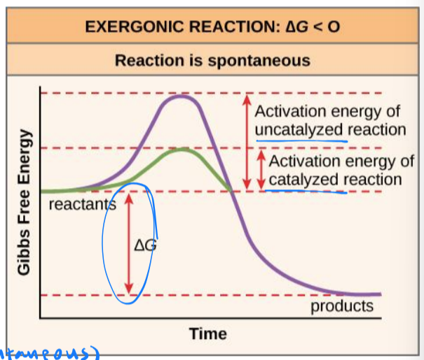 <p>the energy required for a reaction to proceed</p><ol><li><p>causes reactant(s) to become contorted and unstable, allowing bond(s) to be broken or made</p></li><li><p>unstable state is called the transition state</p></li><li><p>in transition state the reaction occurs very quickly</p></li></ol><p></p>
