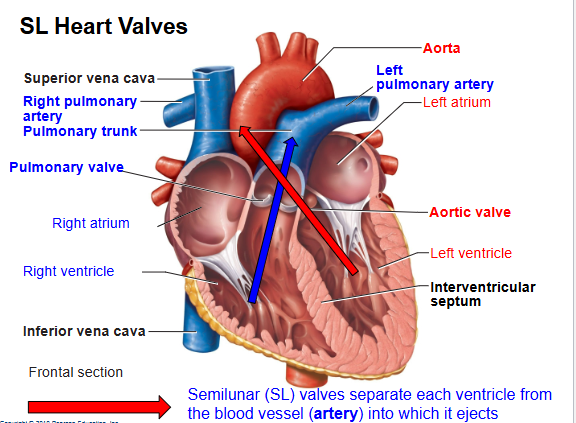 <p>What are the SL valves? </p>
