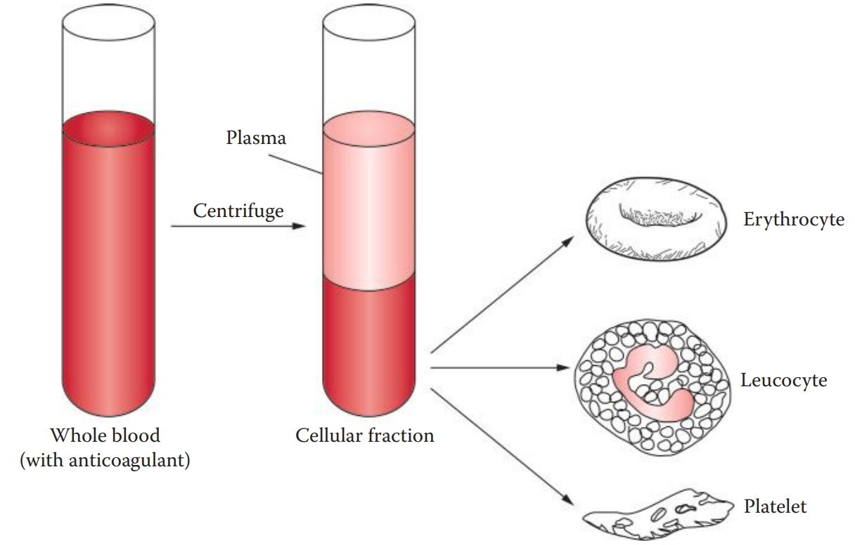 Basic composition of blood. Blood can be separated into two phases in the presence of an anticoagulant. The liquid portion called plasma accounts for approximately 55% of blood volume. The cellular elements include erythrocytes, leucocytes, and platelets.