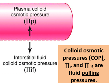 <p><span style="color: blue;"><strong>-Plasma colloid ocmotic pressure (π<sub>p</sub>) </strong></span></p><p><span style="color: blue;"><strong>-Interstitial fluid colloid osmotic pressure (π<sub>if</sub>) </strong></span></p>
