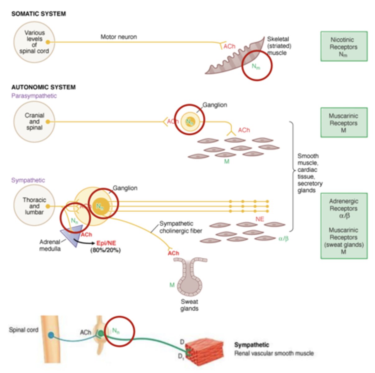 <p>neurons, including ganglion of ANS </p><p>- parasympathetic ganglion</p><p>- sympathetic ganglion </p><p>- also found on certain tissues- adrenal medulla</p>