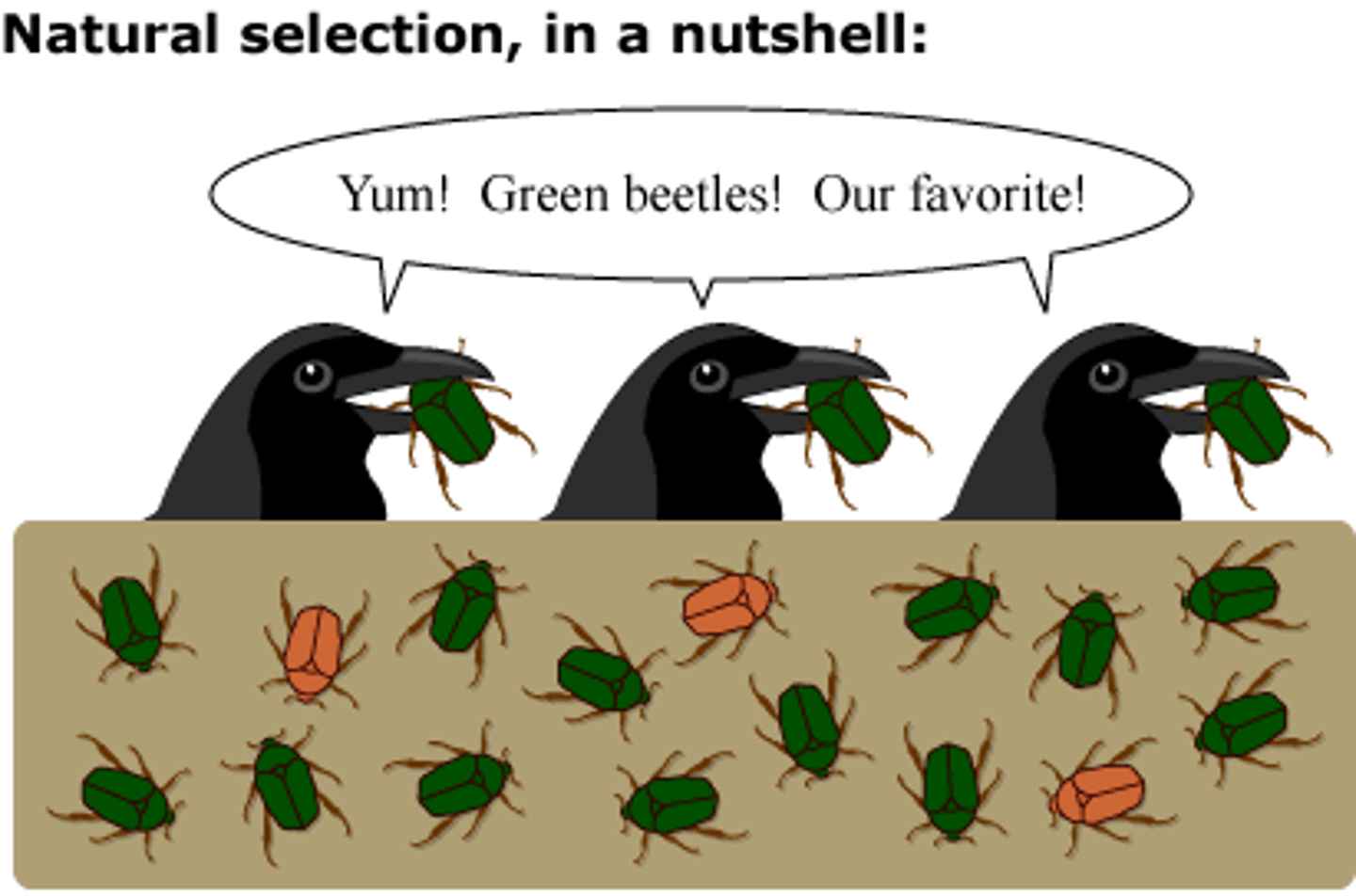 <p>"survival of the fittest"; the change in a population that occurs when organisms with favorable adaptations survive, reproduce, and pass these genes/traits to the next generation</p>