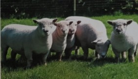 <p>developed in england in south downs of sussex. one of the oldest  of english breeds. oldest of the down sheep. brought to us in 1800s. large compact body. stubby legs. active breed but calm disposition. conformation is suited for meat production with high carcass quality lambs. used for fiber</p>